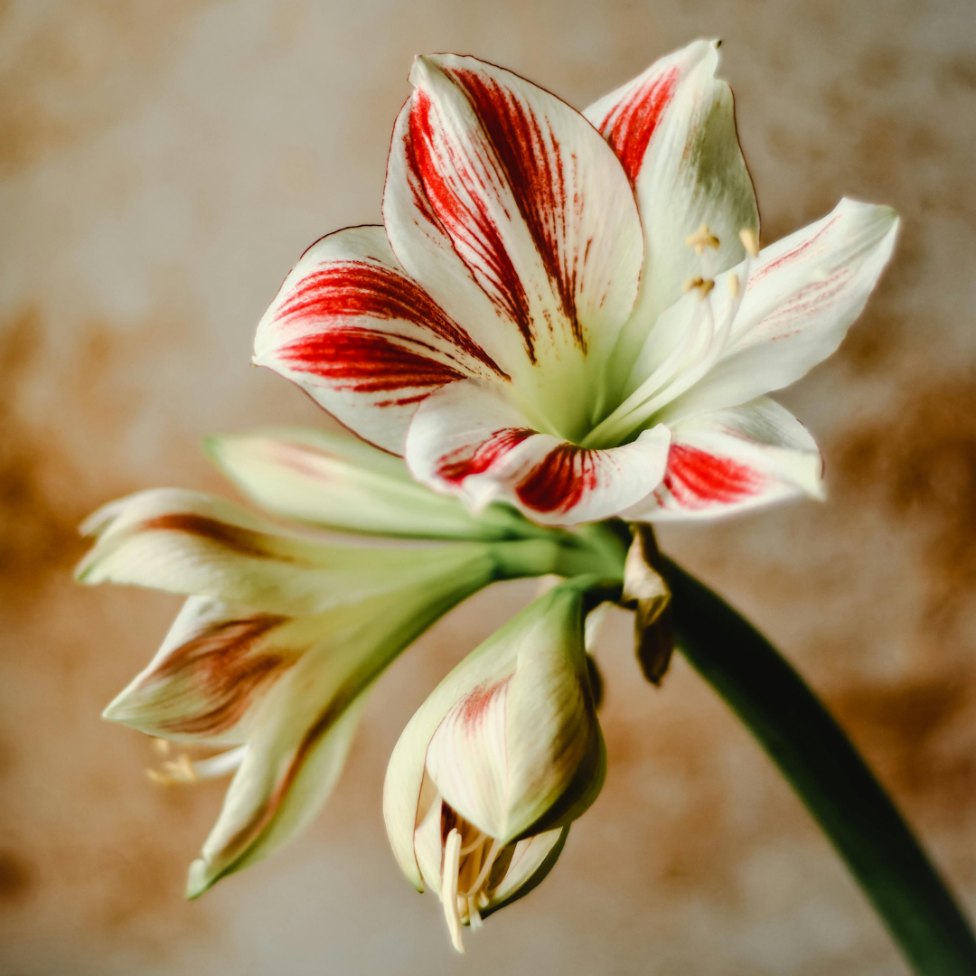 White amaryllis flowers with red tints
