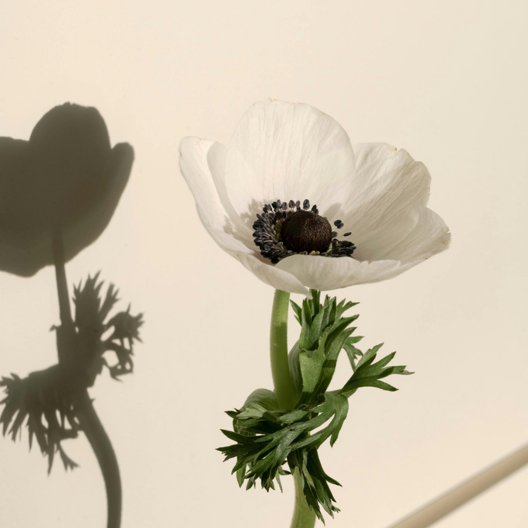 White anemone flower with black heart