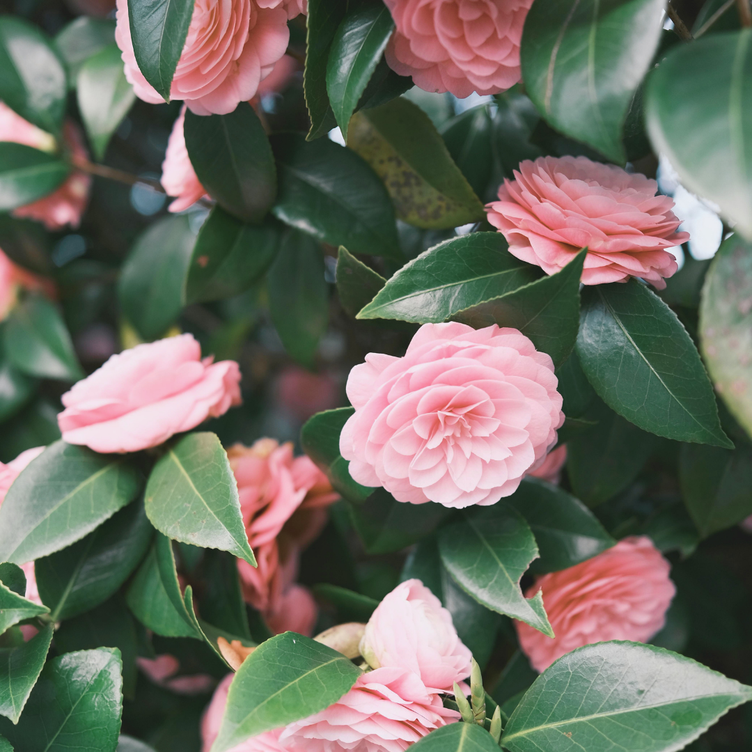 Bush of pink camellias