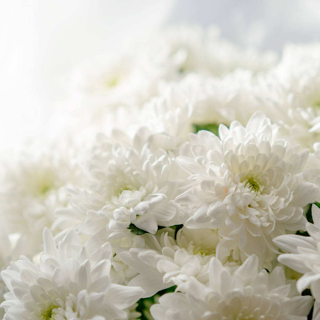Bouquet of white chrysanthemum