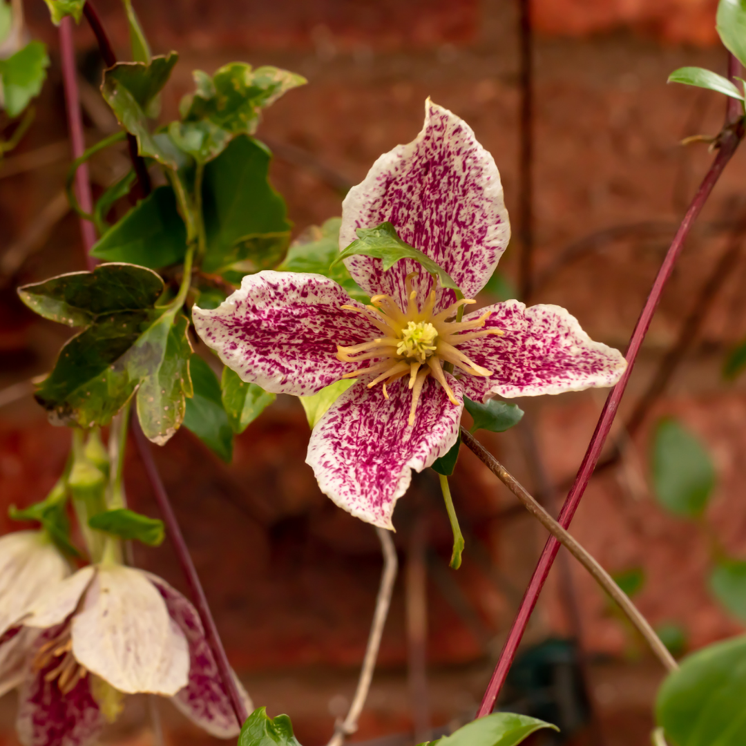Freckels clematit, christmas flower
