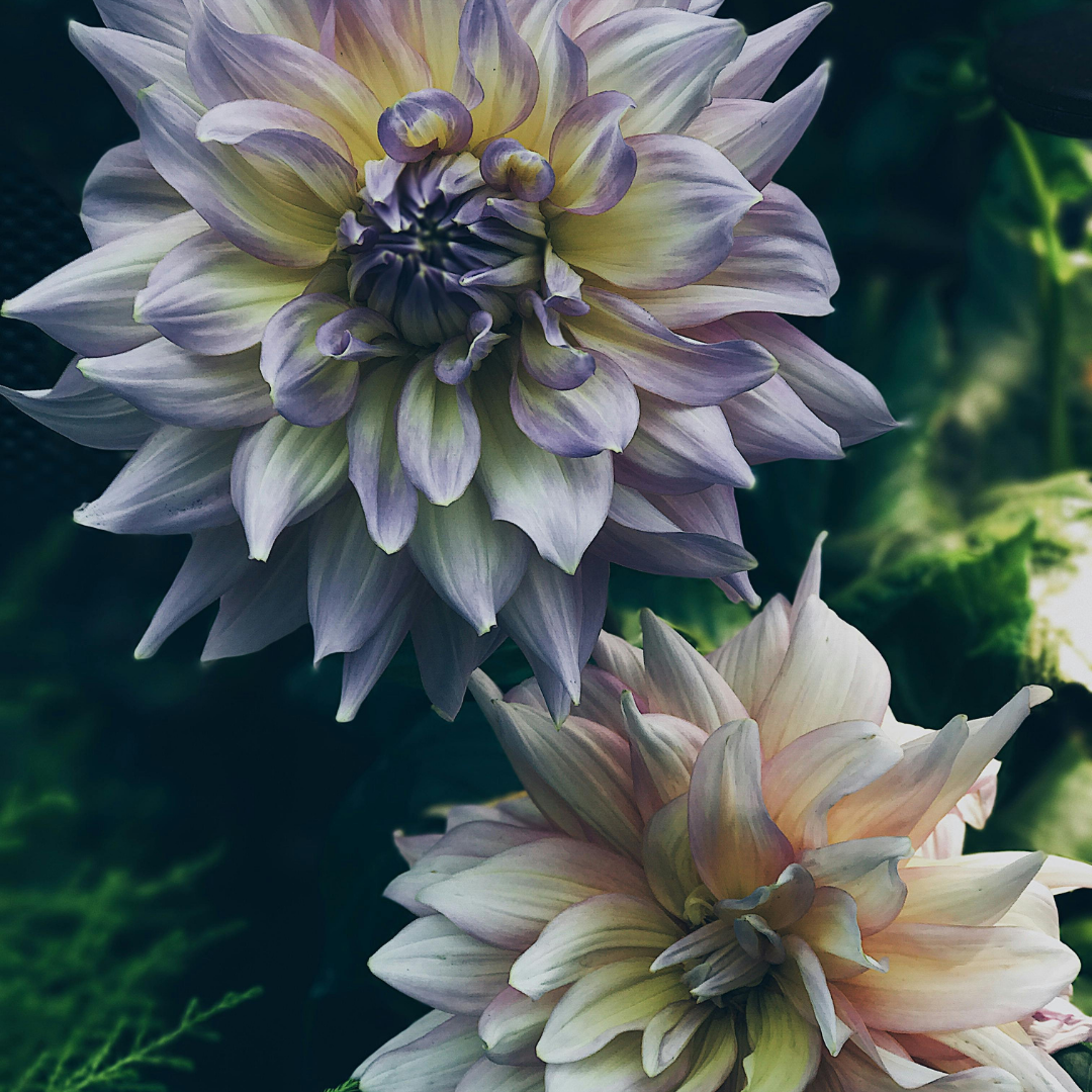 Multicoloured pastel dahlias