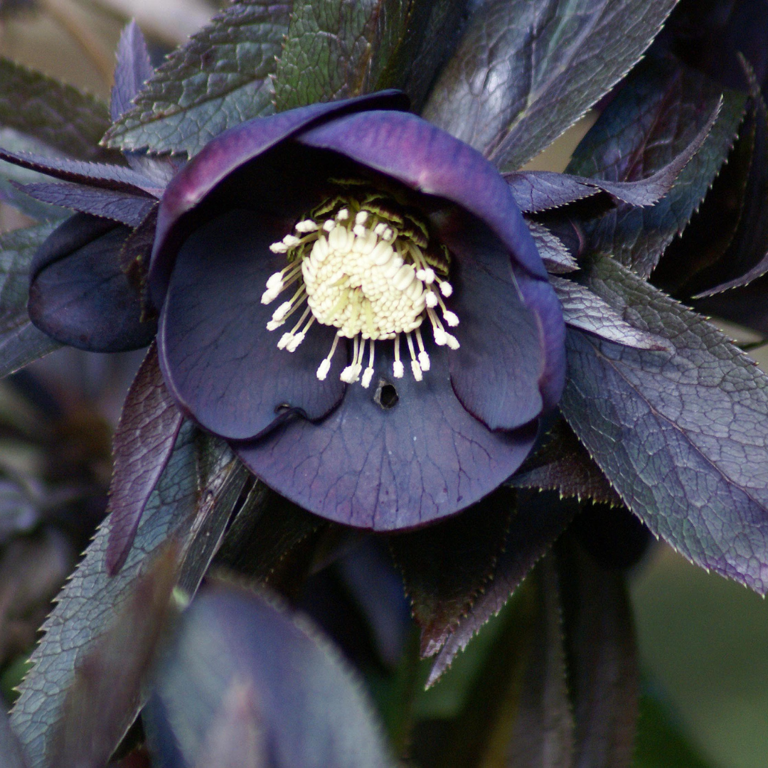 Helleborus flower, dark violet variety