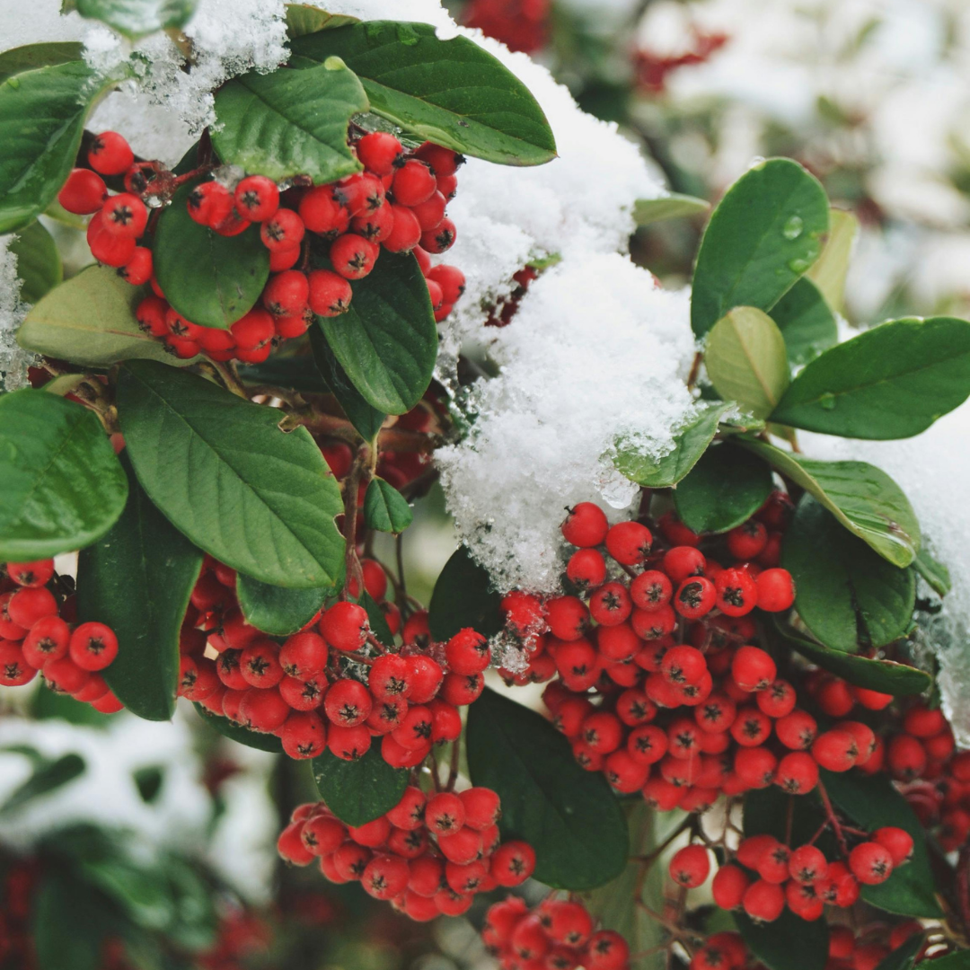Ilex and holly under the snow