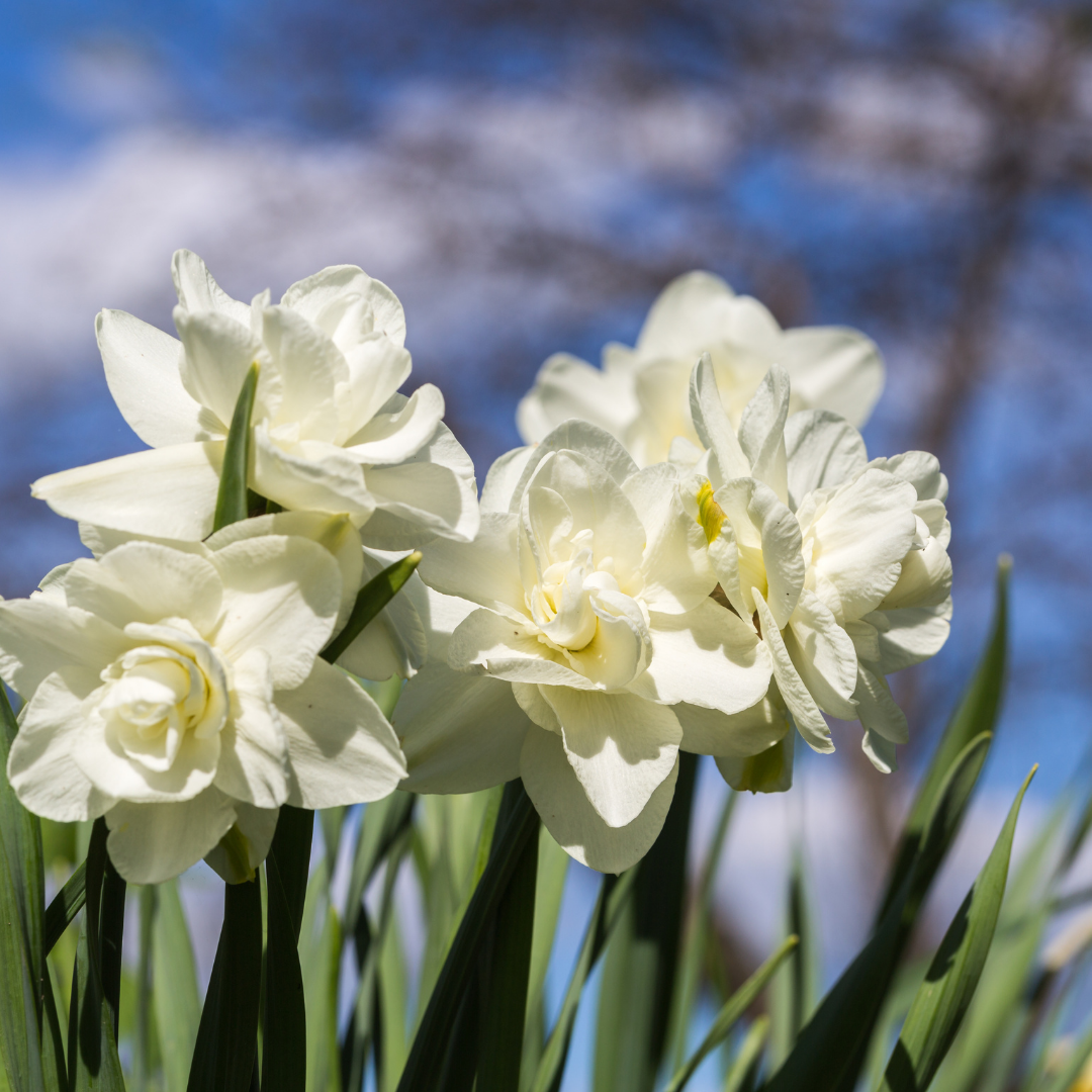 Paperwhite narcissus flowers