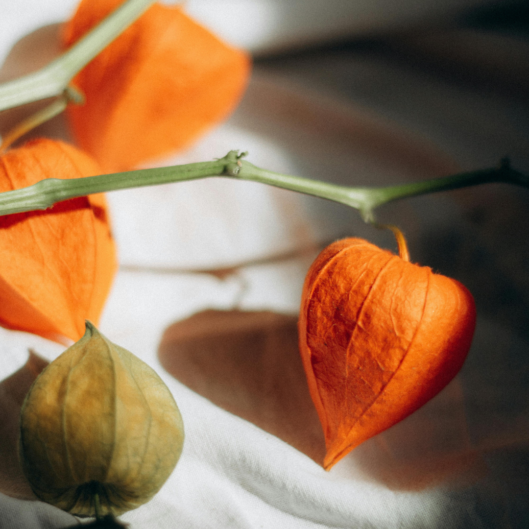 Detail of an orange physalis branch
