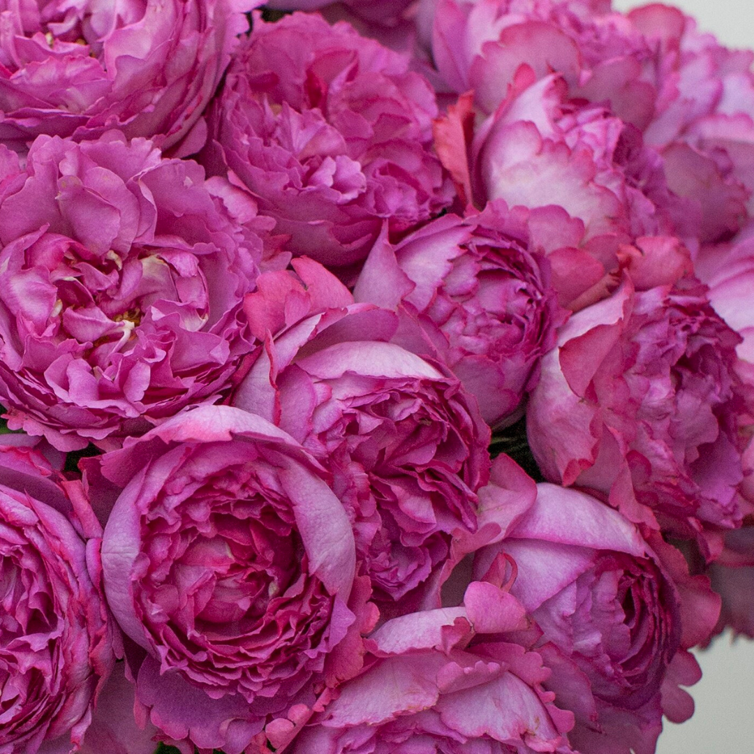 Bunch of Piager roses