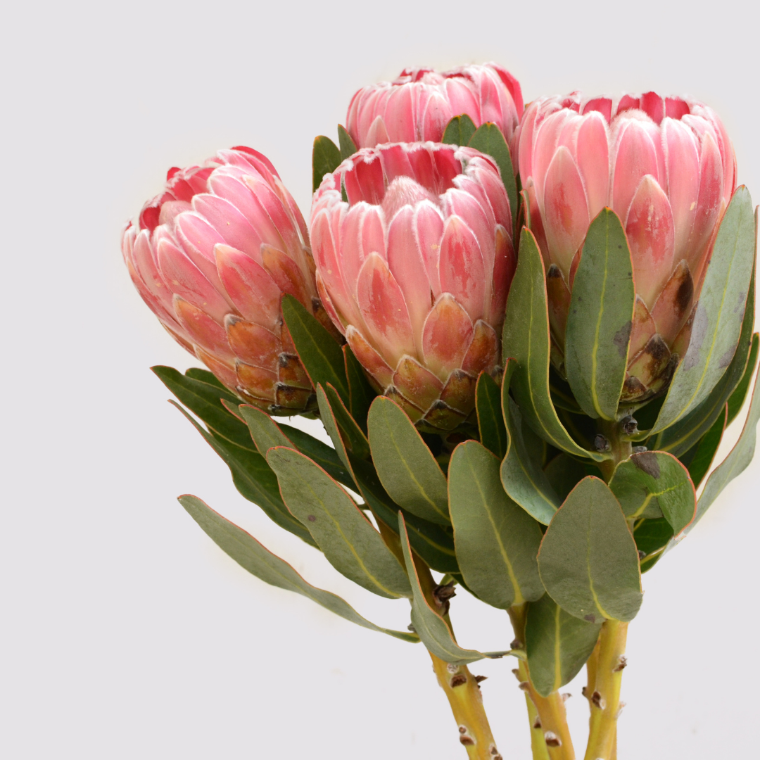 Bunch of pink proteas