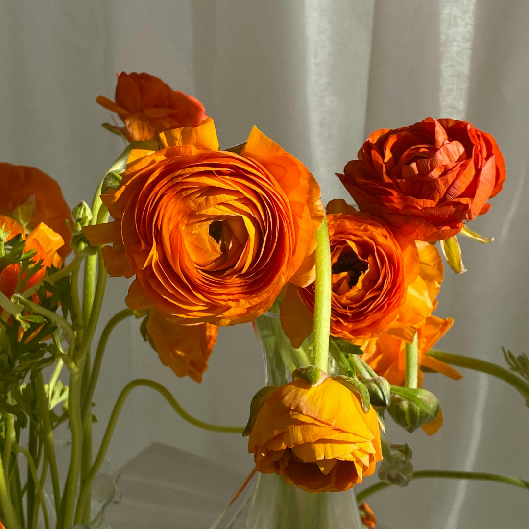 Bunch of orange buttercups
